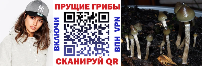 Галлюциногенные грибы мицелий  хочу   Волоколамск 
